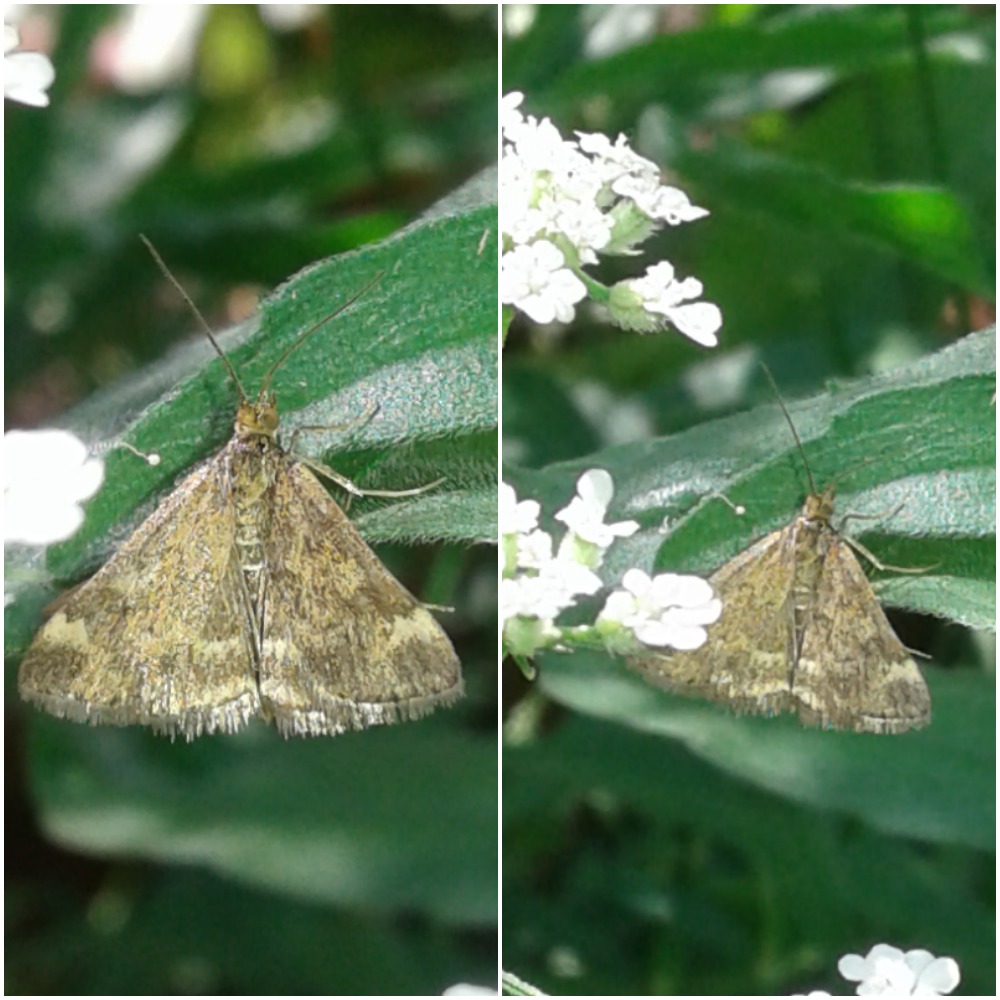 Pyrausta despicata (Crambidae)? S